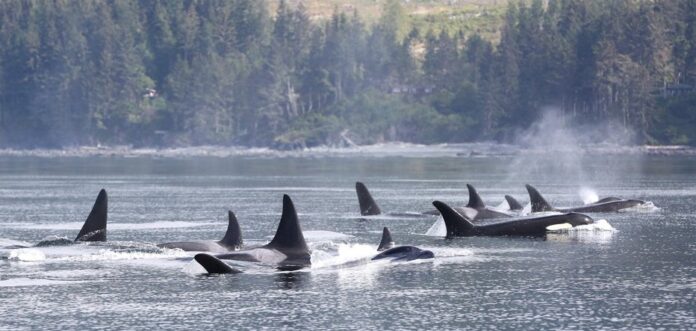 DFO hands out 30k in fines to film company using drones near killer whales