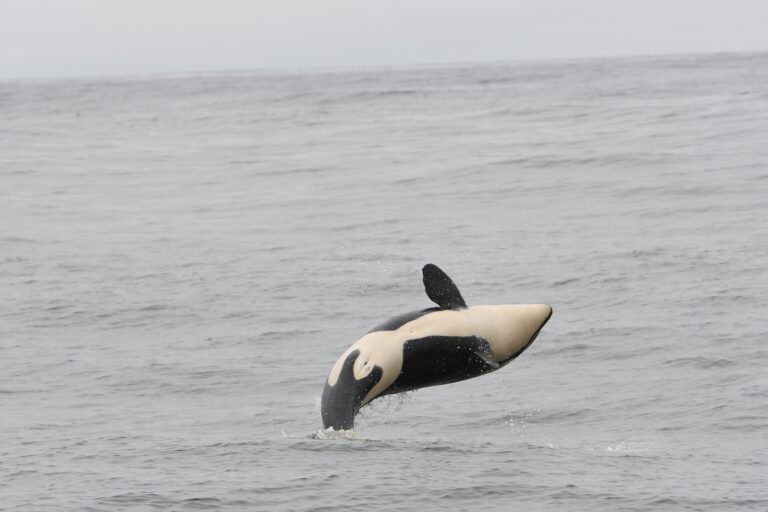 2022 record year for killer whale species in Salish Sea