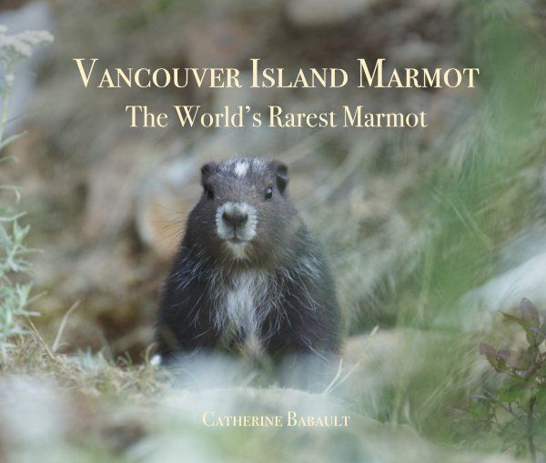 Nature photographer launching new album to raise awareness for endangered marmot