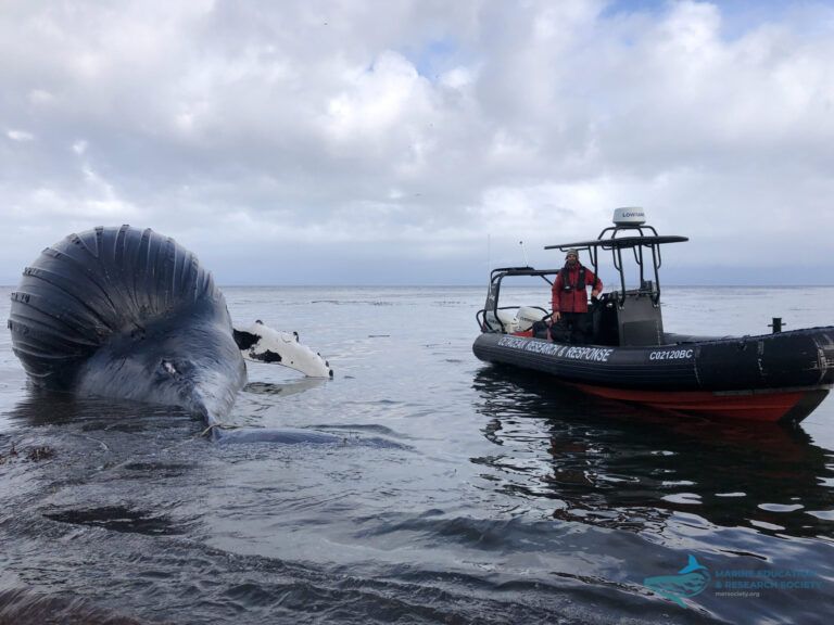 Whale deaths on West Coast concerning researchers, poses risk for climate change