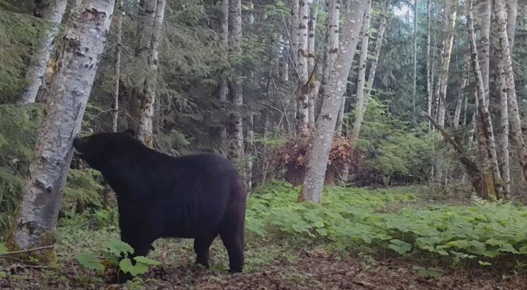 ‘There’s so many great moments’: Trail cam video series captures vibrant forest community