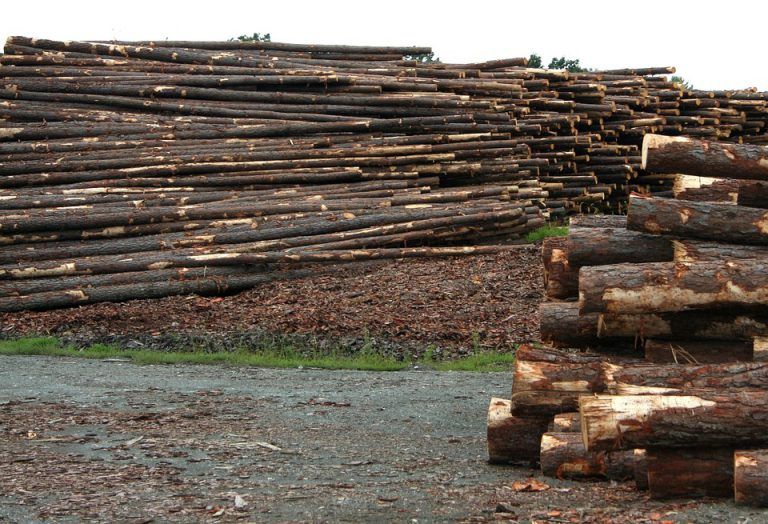 Province launches new protections for old growth, more funding for timber manufacturing