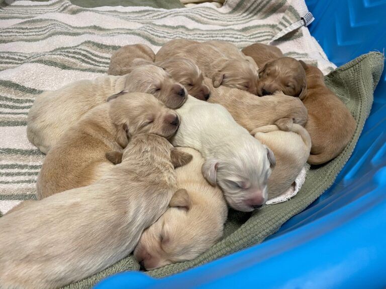 Puppies in BC SPCA care continue to rise