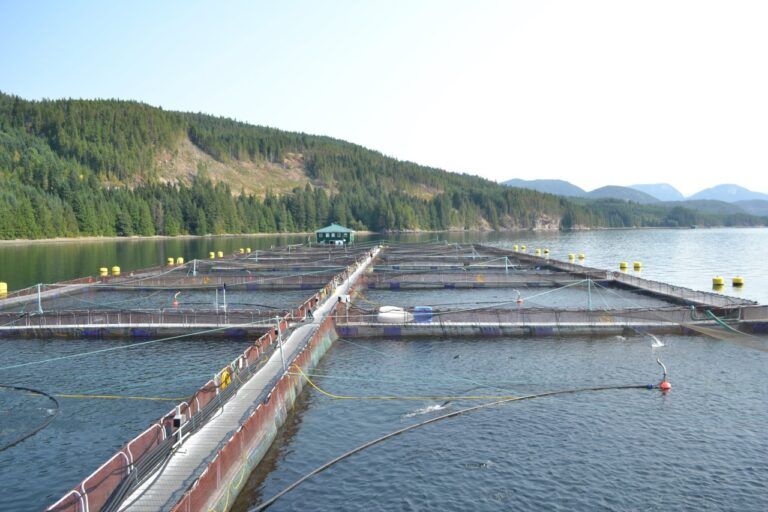 Salmon farmers hope for improved dialogue with new fisheries minister