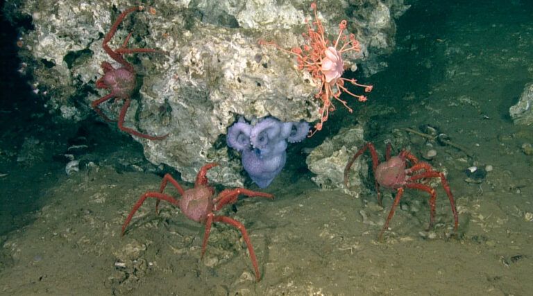 Octopus encounter opportunity to share importance of conservation: DFO researchers