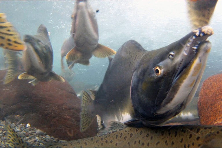 Province announces $3.4 million to strengthen salmon population in Campbell River and First Nations