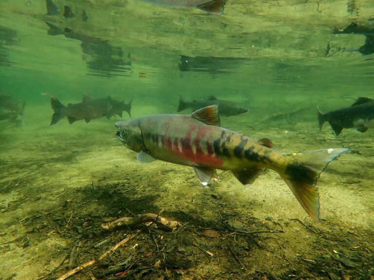 Ancient salmon fisheries could help restore declining modern fish populations