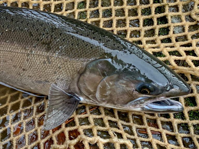 Salmon fin clipping event set for Powell River next month