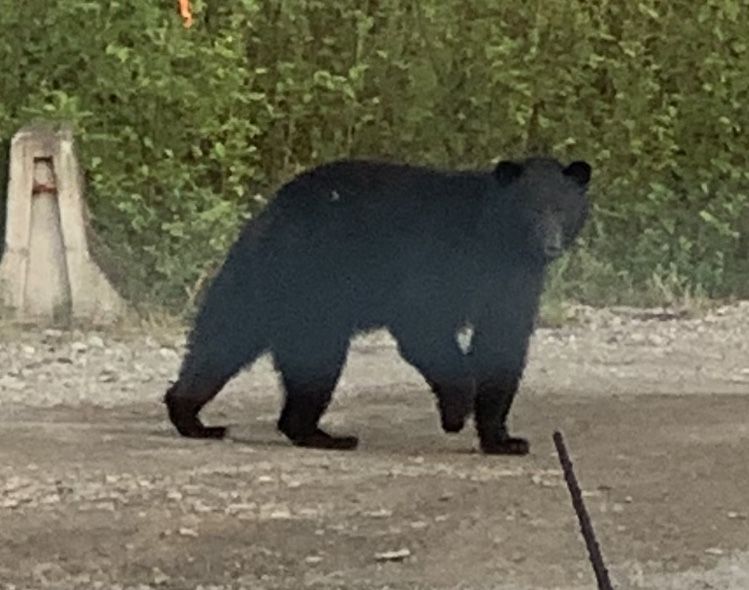 Campground reopens after bear put down by conservation officers