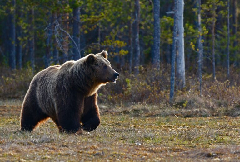 BC Residents in Favour of a Law to Protect Grizzly Bears From Trophy Hunting