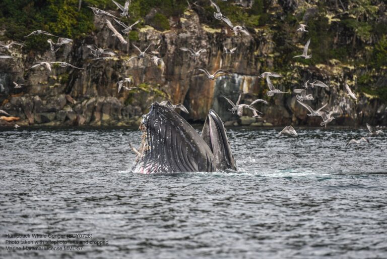 Humpback whales still feeling ocean ‘Blob’ effects nearly a decade later