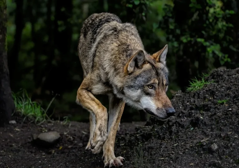 Coombs man puts out petition to bring wolf dog to justice