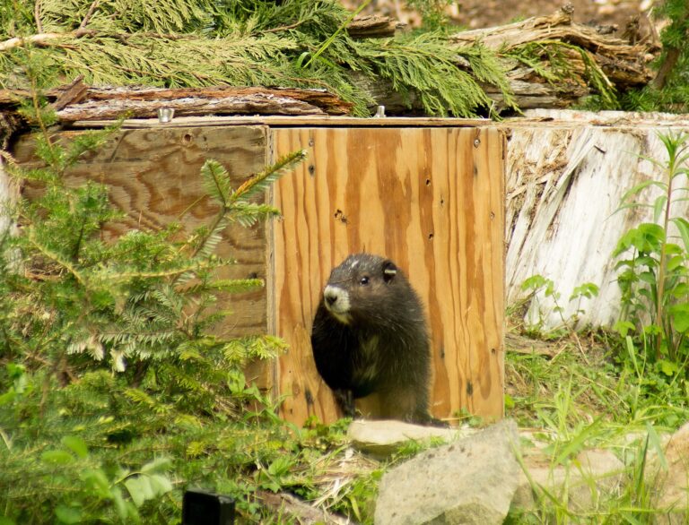 Groundhog Day 2024 predictions to be made by ‘Van Isle’ Violet marmot