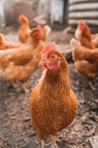 Chicken travels abroad on truck 