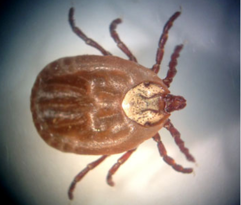 Tick season still up in the air, BC CDC 