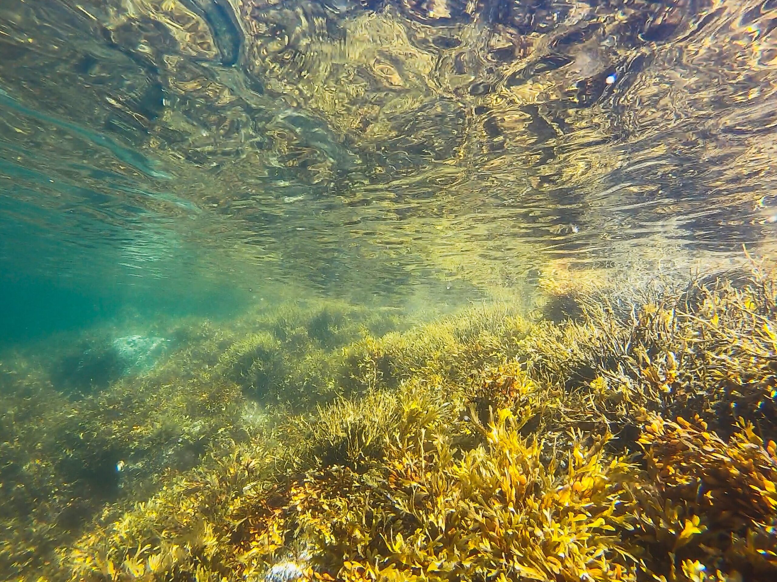 Warming oceans are killing coastal kelp forests, new research shows