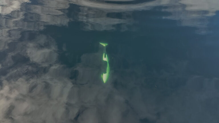 Experts agree on helicopter rescue plan for stranded whale calf near Zeballos