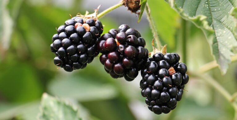 Blackberry Festival returns for another year 