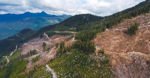 Wilderness Committee says BC NDP Plan for Old Growth Nothing New