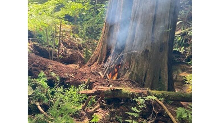 Powell River RCMP investigating arson