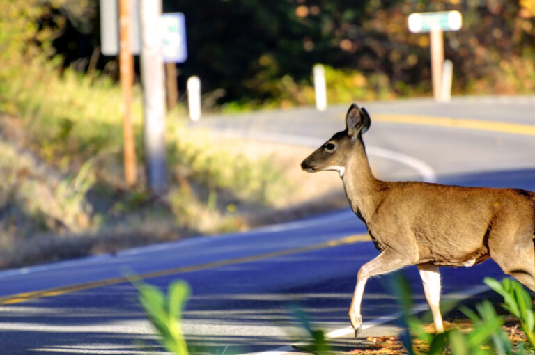 Drivers encouraged to be alert for animals on highways