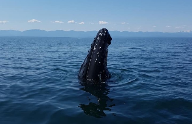 More humpbacks plus more ships equals more collisions, new study shows