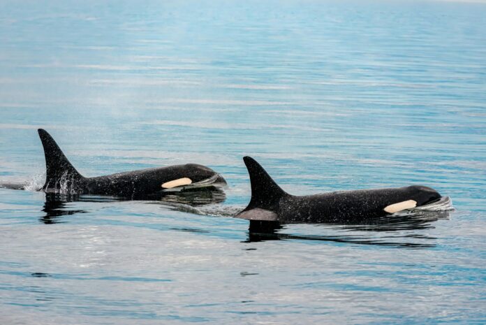 Orca calf ‘Brave Little Hunter’ possibly spotted in Friendly Cove