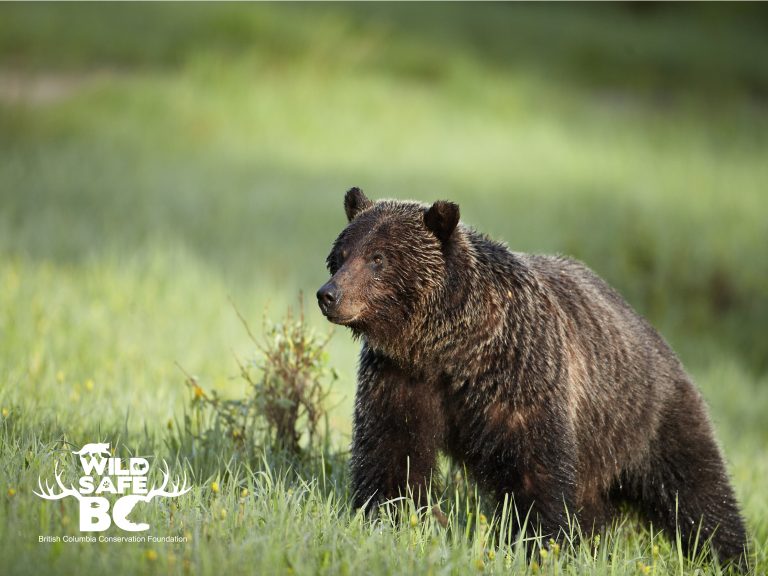 Grizzly spotted foraging near Powell River salmon hatchery