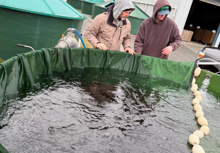 Chum salmon release at Willingdon Beach Friday afternoon